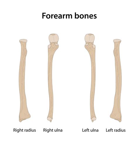 Premium Vector | Forearm bones radius and ulna anterior view