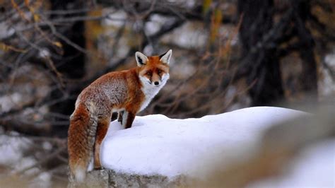 🥇 Nature winter forest animals foxes wallpaper | (23175)