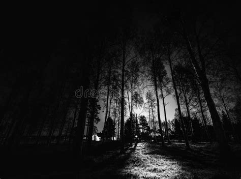 Black White Night Photo of Birch Forest with Full Moon Shining Behind ...