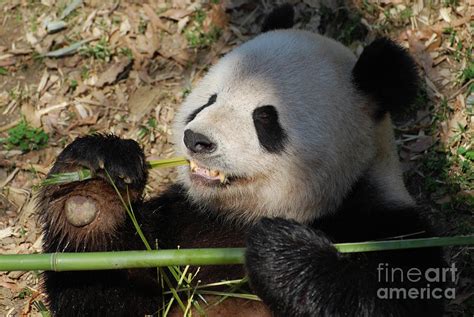 Cute Panda Bear with Very Sharp Teeth Eating Bamboo Photograph by ...