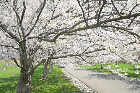 The White Canopy Photograph by Diana Angstadt