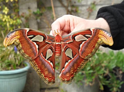 The Atlas Moth (Explored) | This individual was reared by a … | Flickr