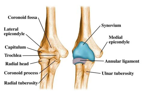 Elbow Joint: Anatomy, Movement & Muscle involvement » How To Relief