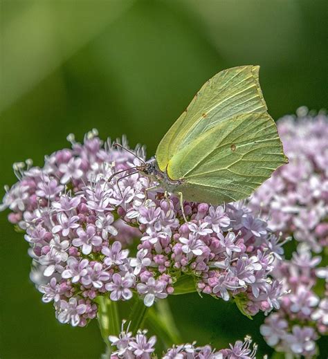 What Is the Spiritual Meaning of Brimstone? Purification!