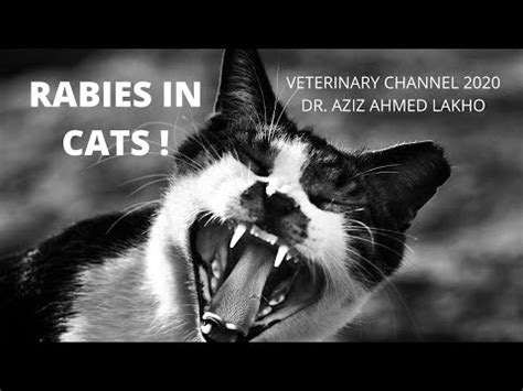 😻 What are the final stages of rabies in cats? - CatVisitor.com