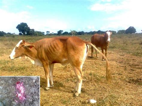 Bovine enzootic hematuria in Northeastern Brazil. (A) Bovine from ...