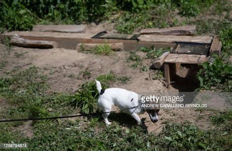 36 Tunnel Rats Stock Photos, High-Res Pictures, and Images - Getty Images