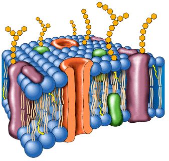 membrana plasmatica y sus partes - Buscar con Google | Membrana ...