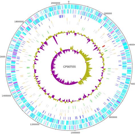 Graphical circular map of the chromosome. From outside to the center:... | Download Scientific ...