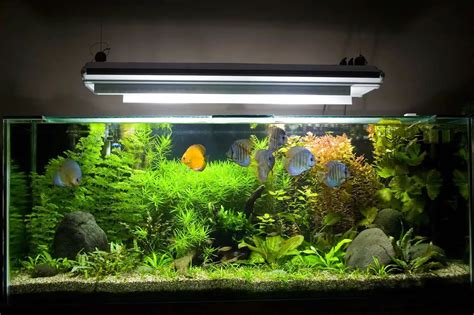 Aquarium UV Sterilizer: The Ultimate Guide To Picking The Right One 2024 | Fishkeeping World