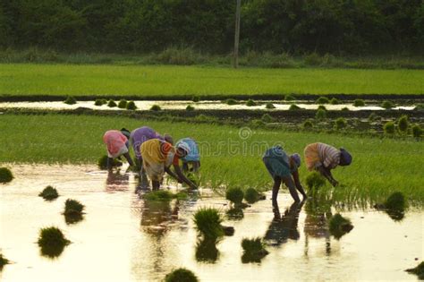 Indian rice farmer editorial stock image. Image of women - 72817689