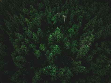 HD wallpaper: birds eye photo of forest, birds eye view of palm trees, green | Wallpaper Flare