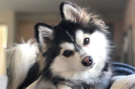 The Pomsky, A Triple-A Crossbreed: Adorable, Active, and Adaptable - K9 Web