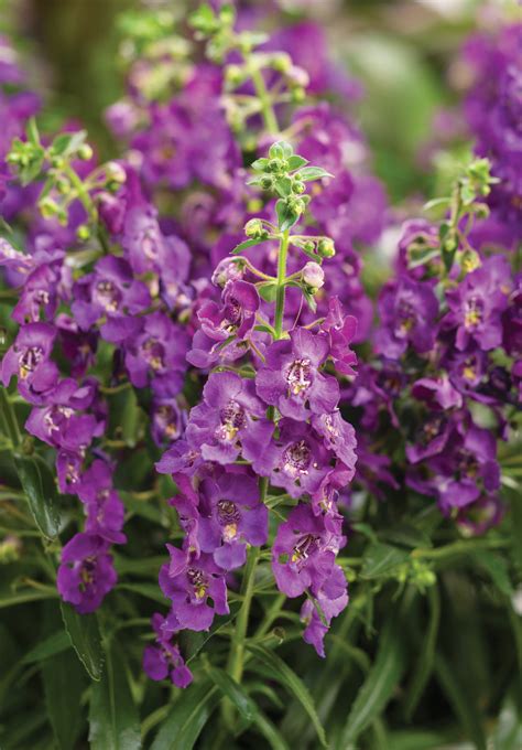 Angelface® Blue - Summer Snapdragon - Angelonia hybrid | Proven Winners