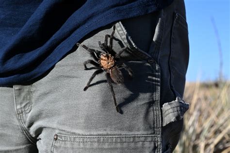 Photos: 2022 tarantula mating "migration" in Southern Colorado