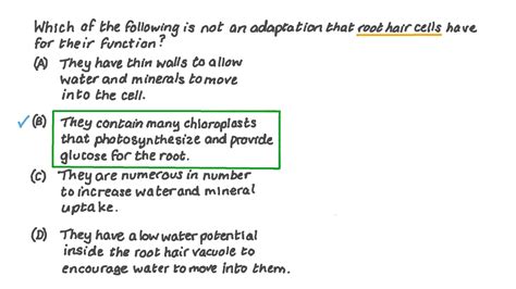 Question Video: Recalling the Adaptations of a Root Hair Cell | Nagwa