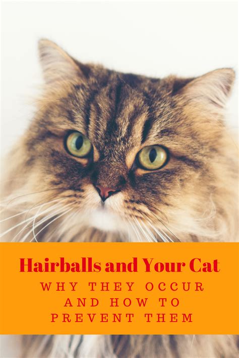 Preventing Hairballs in Cats