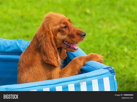 Bloodhound - Hunting Image & Photo (Free Trial) | Bigstock