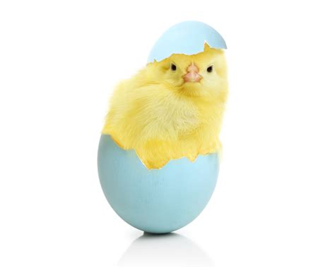 Free download 30] Baby Chicks Easter Wallpapers on [5200x4160] for your ...