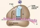 Ribosome