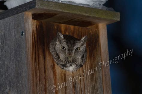 Ann Brokelman Photography: Eastern Screech owl in nesting box in back yard.