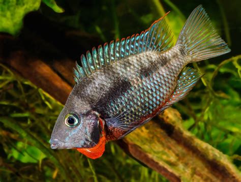 Firemouth Cichlid: The Complete Care And Breeding Guide - Fishkeepingfans.com