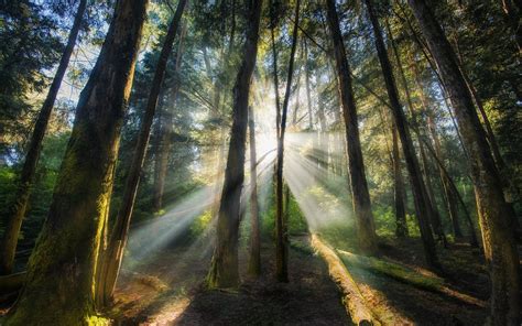 nature, Landscape, Mist, Sunrise, Forest, Morning, Sun Rays, Trees ...