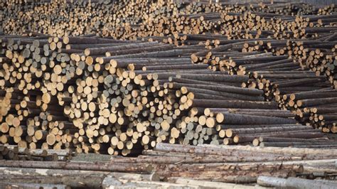 Lumber company shares rise on news the U.S. intends to cut softwood duties | CTV News