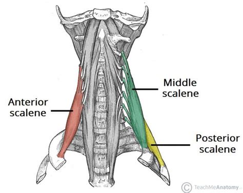 Middle Scalene - Actions - Attachments - TeachMeAnatomy