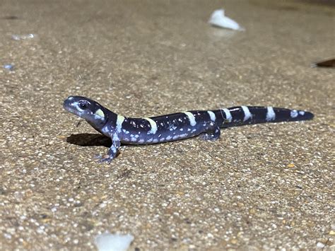 Ringed Salamander near Hot Springs, AR : r/herpetology