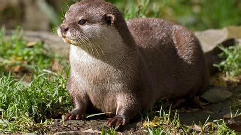 Indian otters/Ecologists seek public help in looking for Indian otters