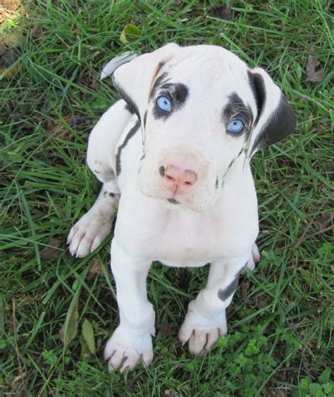 Most adorable Great Dane pup ever ..his name is Bodie. | Great dane ...