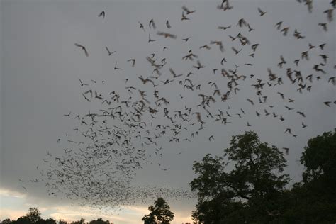 File:Bats flying (9413217529).jpg - Wikimedia Commons