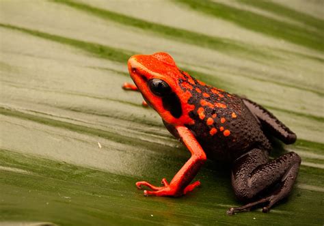 Frog Symbolism & Meaning (+Totem, Spirit & Omens) - World Birds