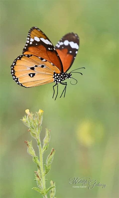 Insects of Africa | Focusing on Wildlife