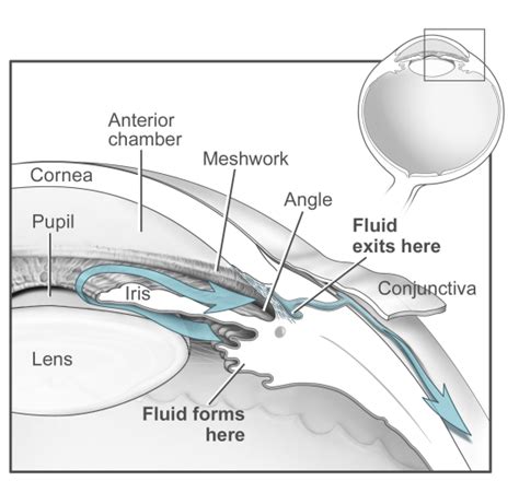 Trabecular Meshwork Research – Ethier Lab