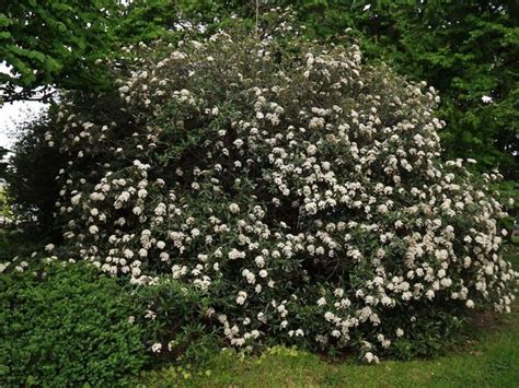 Viburnum 'Pragense' - Prague viburnum in 2023 | Viburnum, Diy landscaping, Arboretum