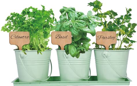 How To Grow Herbs From Seeds: Complete Beginner’s Guide - FarmerValley