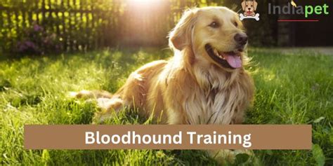 Bloodhound Training (2023) - India Pet