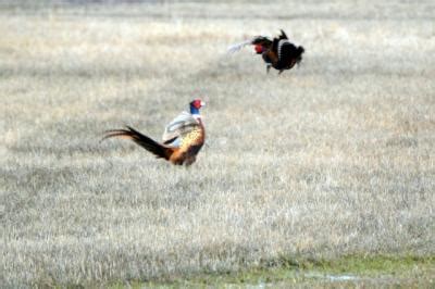 Pheasant Breeding Season has Begun - Dave Spaid Guiding