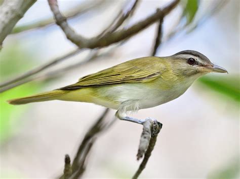 Black-whiskered Vireo - eBird