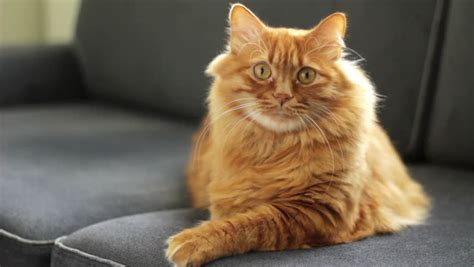 10 Orange Norwegian Forest Cat Personality Stock – See more ideas about pets, cute animals, animals.