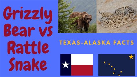 Alaska vs Texas - Grizzly Bear vs Rattlesnake (Diamondback) - YouTube