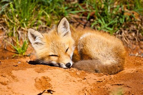 _MG_1755 - Baby red fox sleeping. ©Jerry Mercier | Baby red fox, Red ...