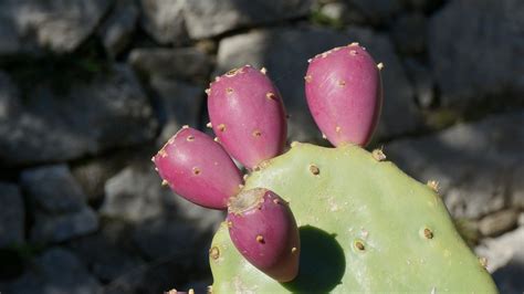 Fotos gratis : naturaleza, cactus, hoja, pétalo, Produce, botánica, amarillo, flora, fauna, flor ...