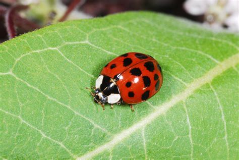 Know You Pests and Recognize Their Enemies: Ladybugs | Kentucky Pest News