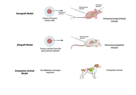 Examples of xenograft, allograft and companion animal models. Created ...