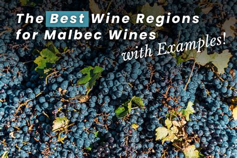 The Best Wine Regions for Malbec Wines (with WTSO Examples) - From The Vine