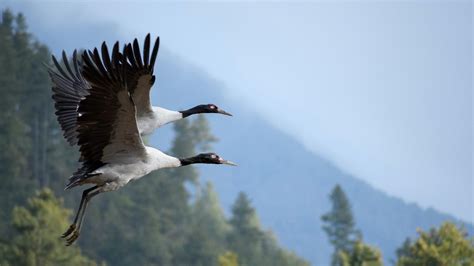 Population of black-necked crane goes up in NW China - CGTN