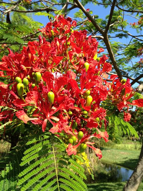 Royal poinciana flowers. Stunning! | Royal poinciana, Poinciana, Plants